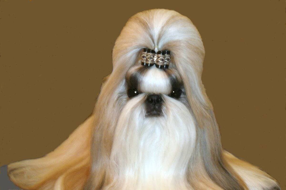 Shih Tzu