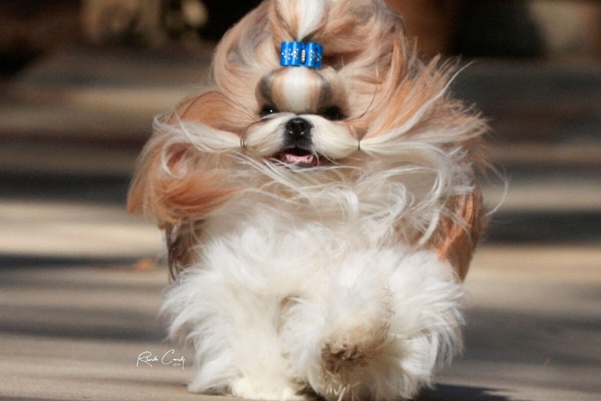 Shih Tzu