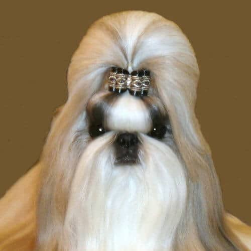 Close-up head photo of a Shih Tzu dog.