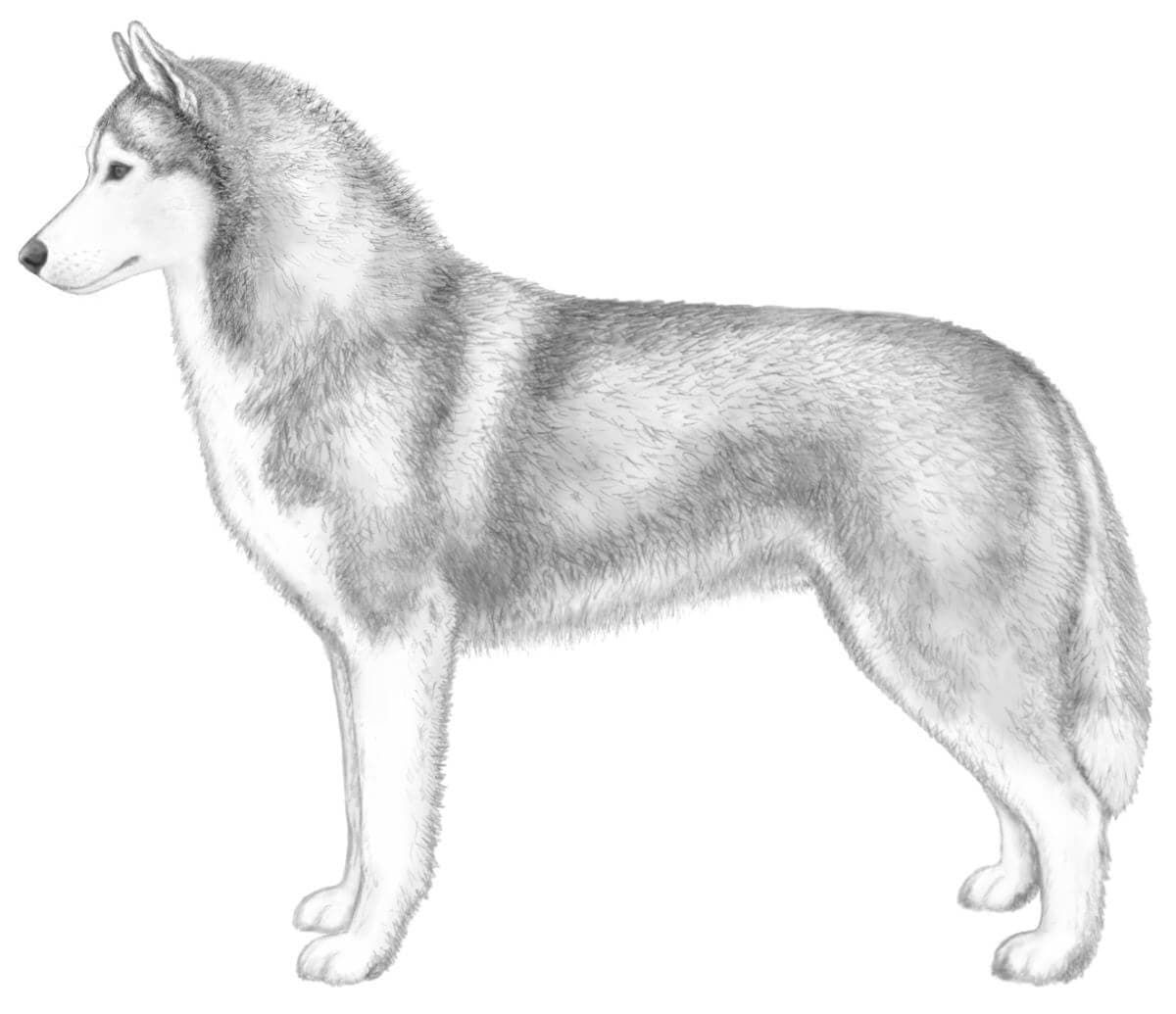 Siberian Husky Blueprint | Heads or Tails