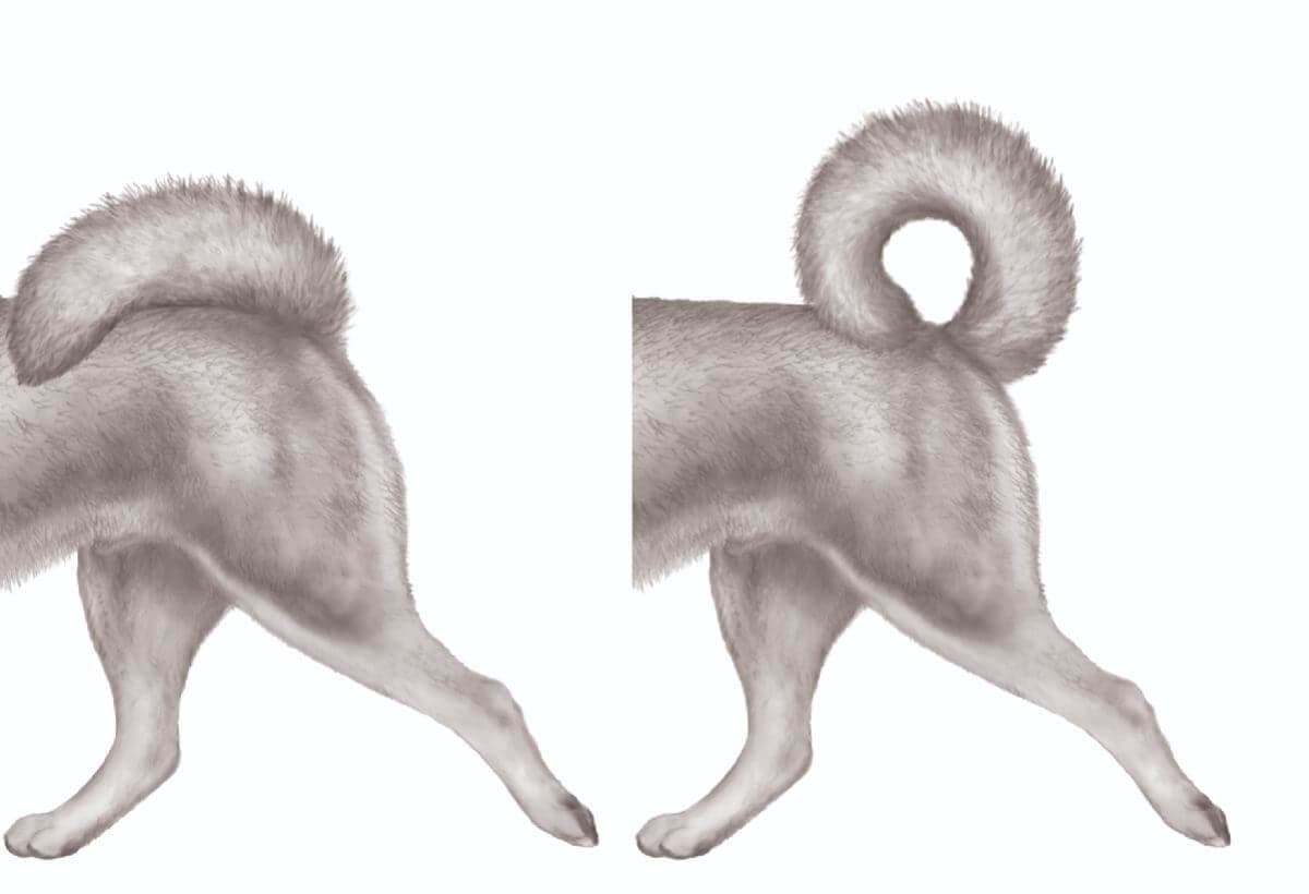 Siberian Husky Blueprint | Heads or Tails