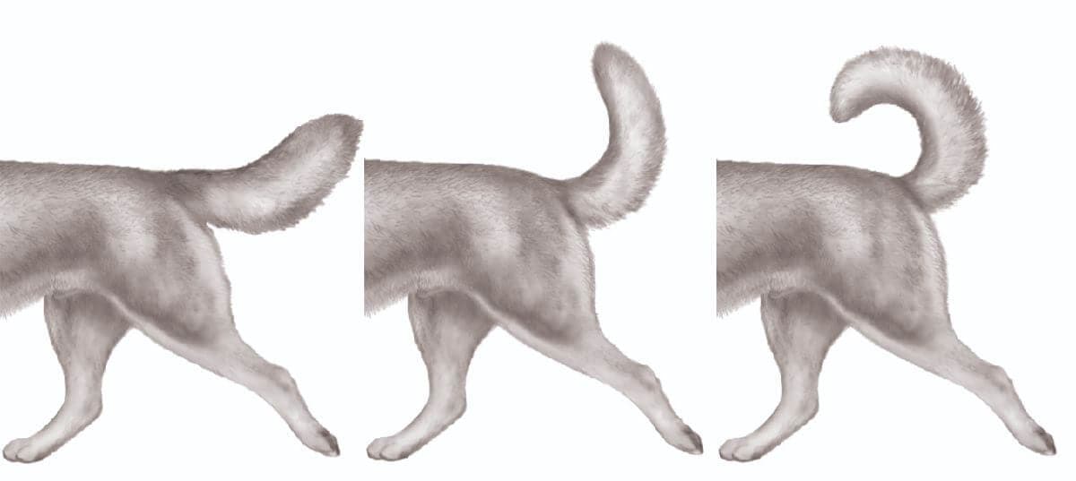 Siberian Husky Blueprint | Heads or Tails