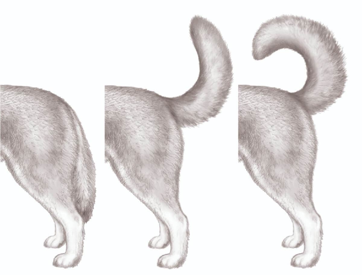 Siberian Husky Blueprint | Heads or Tails