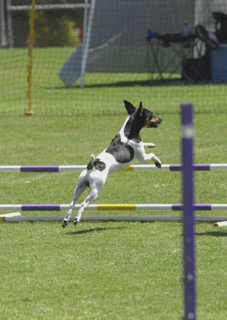 The Rat Terrier: An Overview