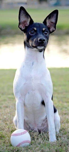 The Rat Terrier: An Overview