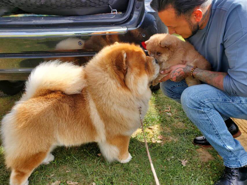 Chow Chow dog with a puppy.
