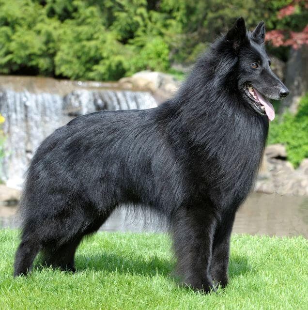 Side photo of a Belgian Sheepdog dog standing outside.