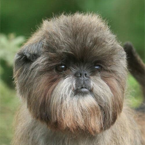 Affenpinscher head photo.