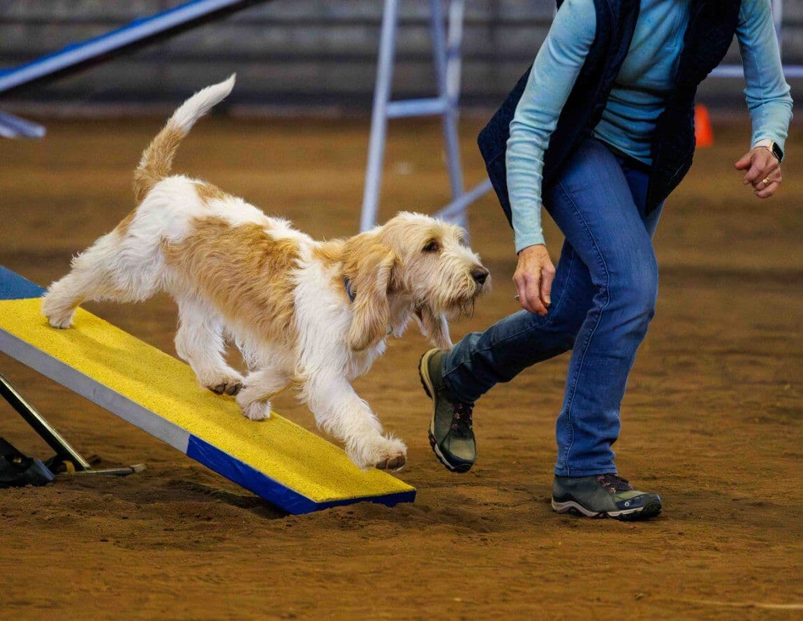 Agility Benedict