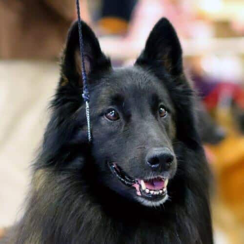 Close-up head photo of a Belgian Tervuren.