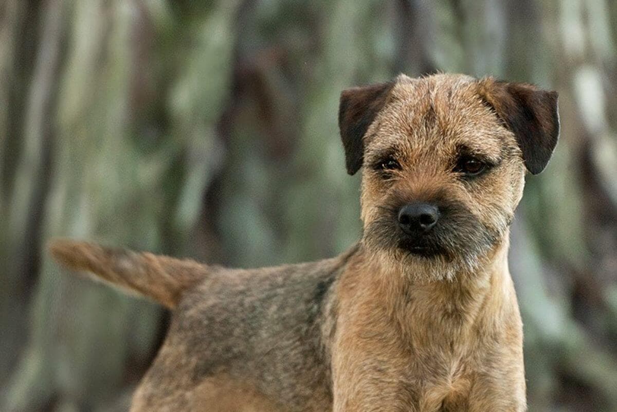 Border Terrier