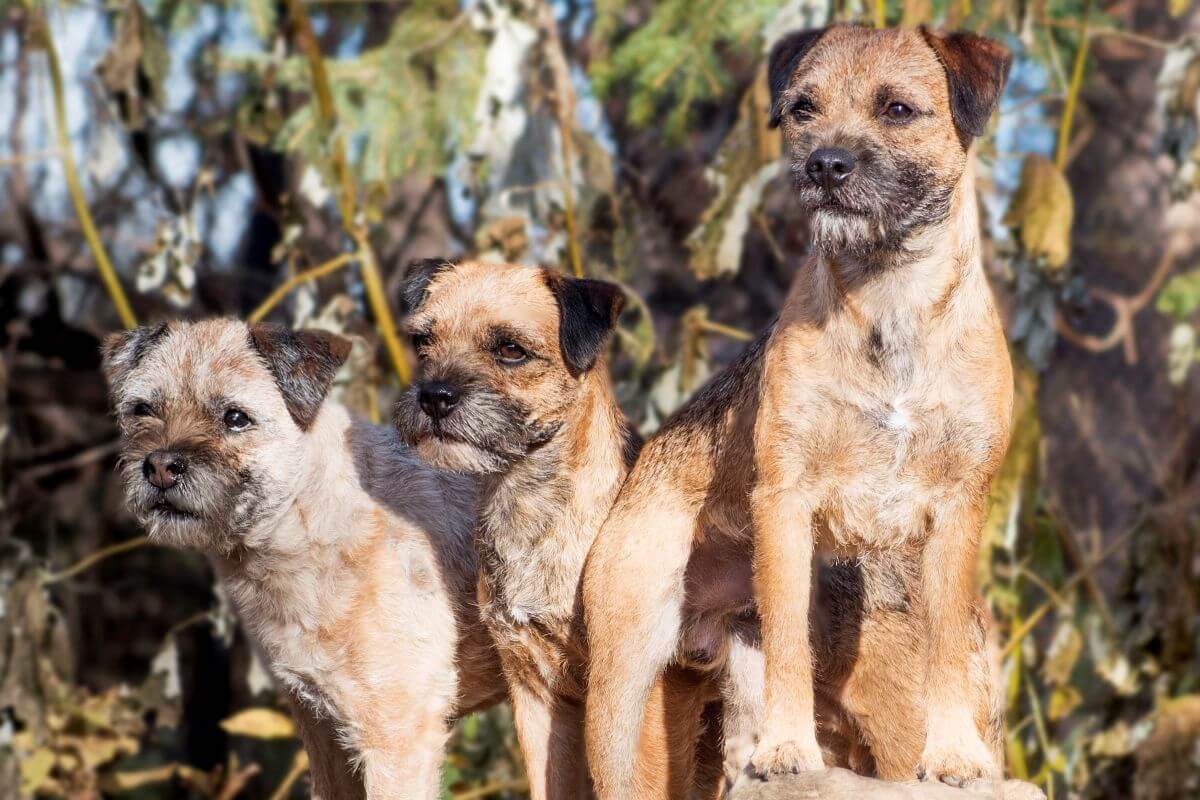 Border Terrier