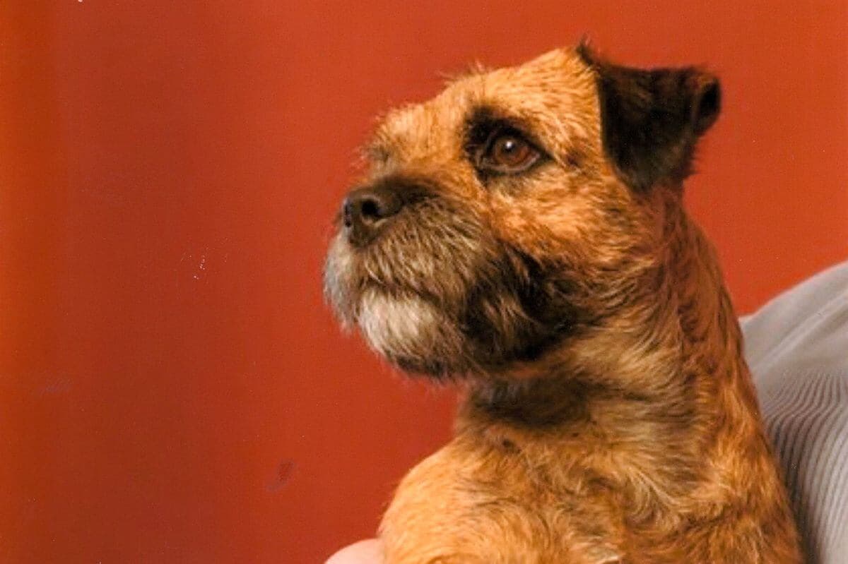 Border Terrier