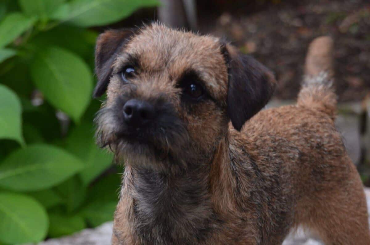 Border Terrier