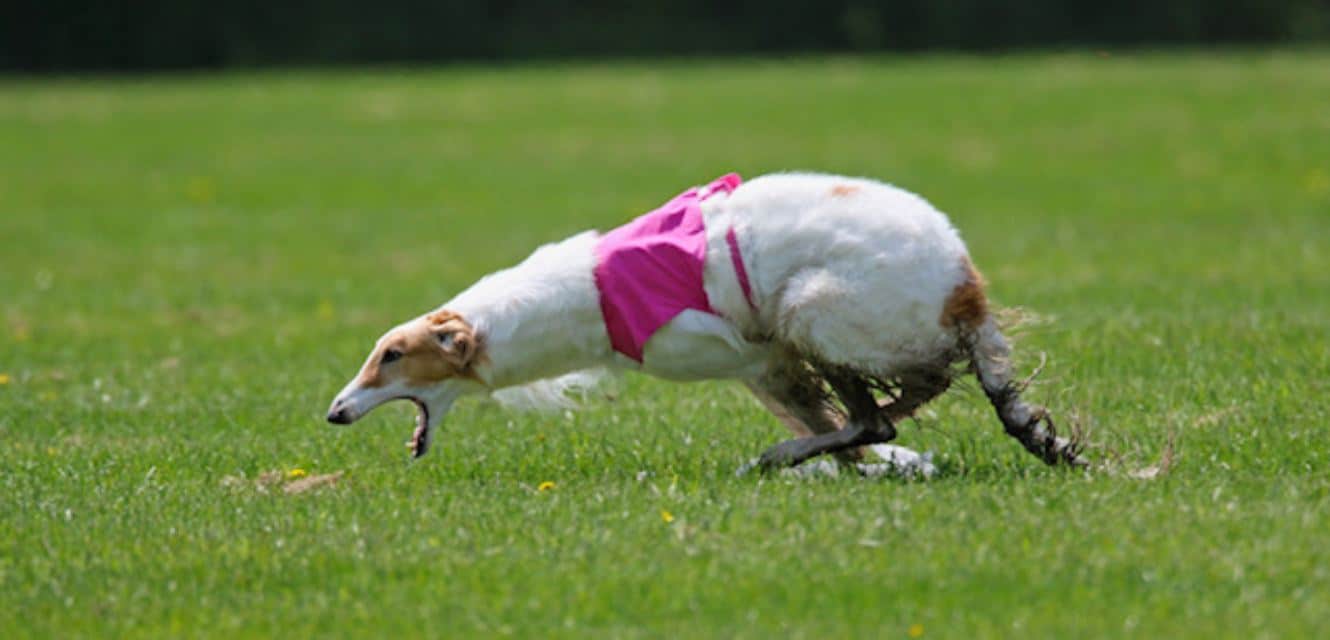 Burzoi