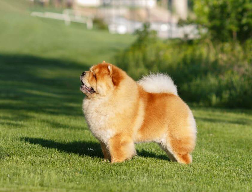 Side photo of a Chow Chow dog standing on the grass.
