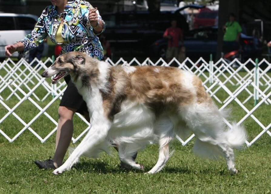 Burzoi