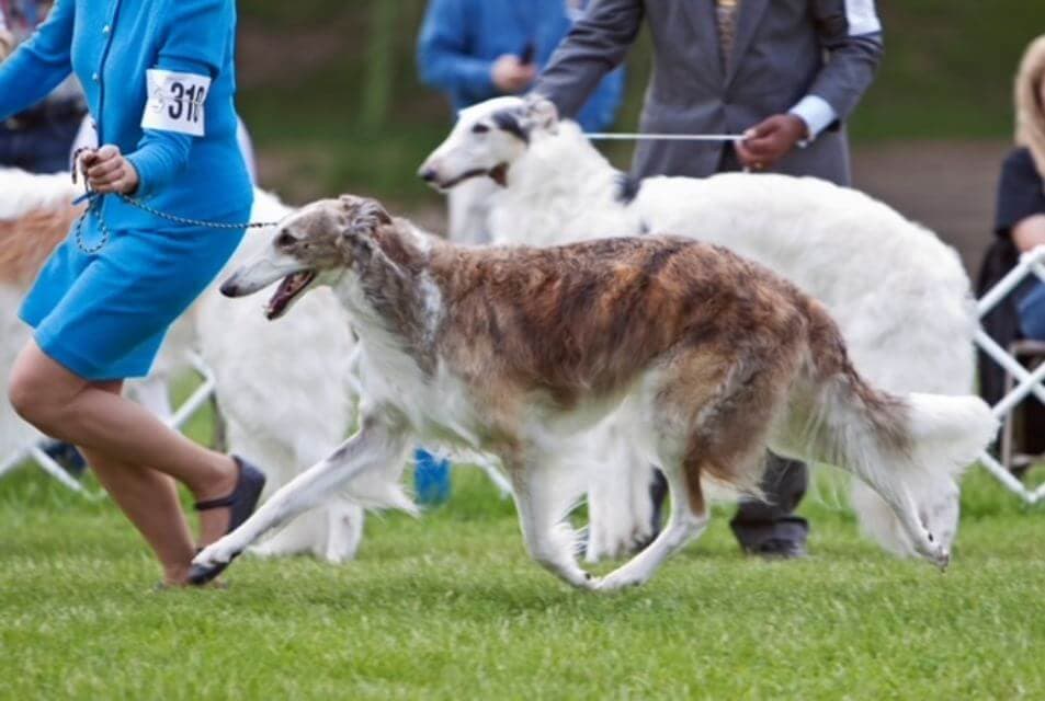 The Essence of the Borzoi