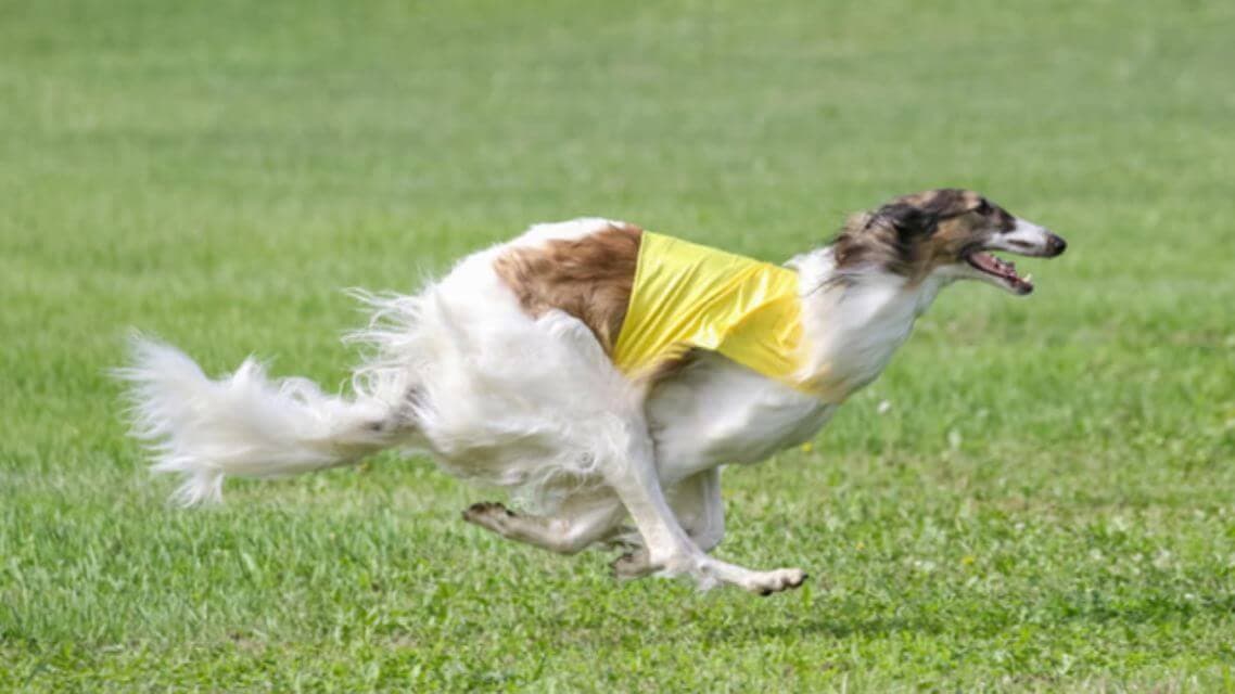 Burzoi
