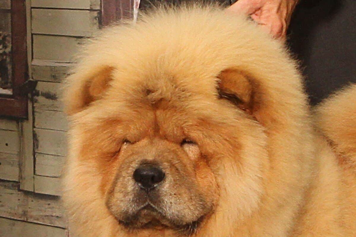 Chow Chow