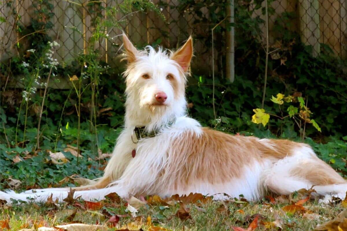 Ibizan Hound