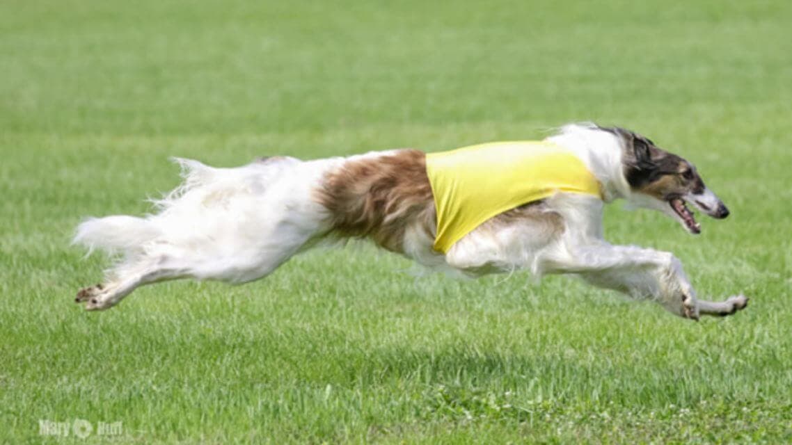 Burzoi