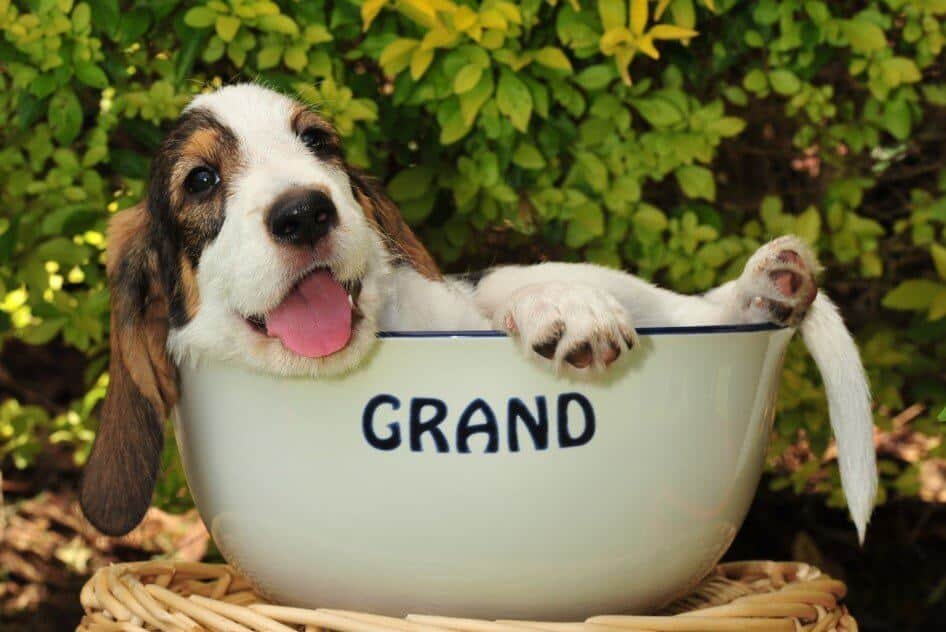 Puppy Benedict