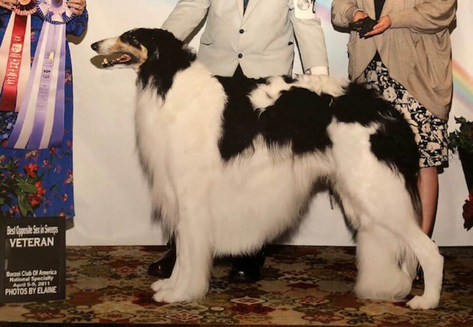 Borzoi