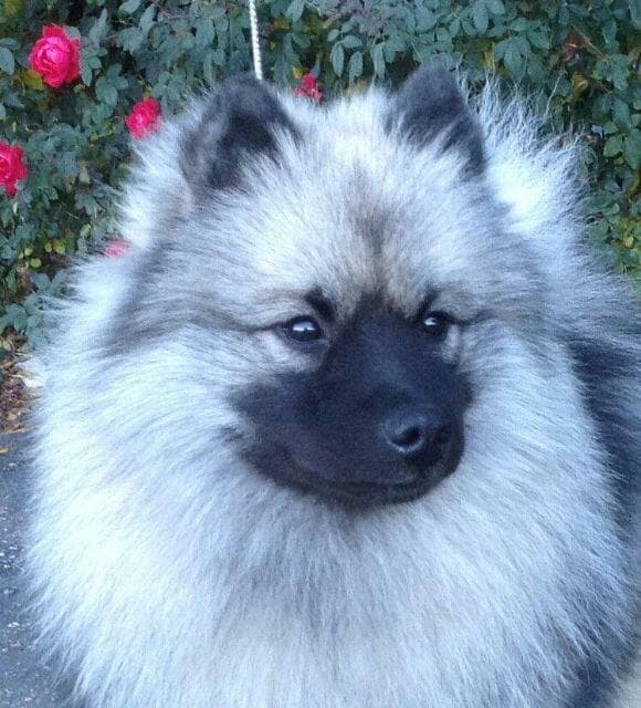 The Keeshond