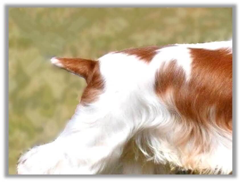 English Cocker Spaniel