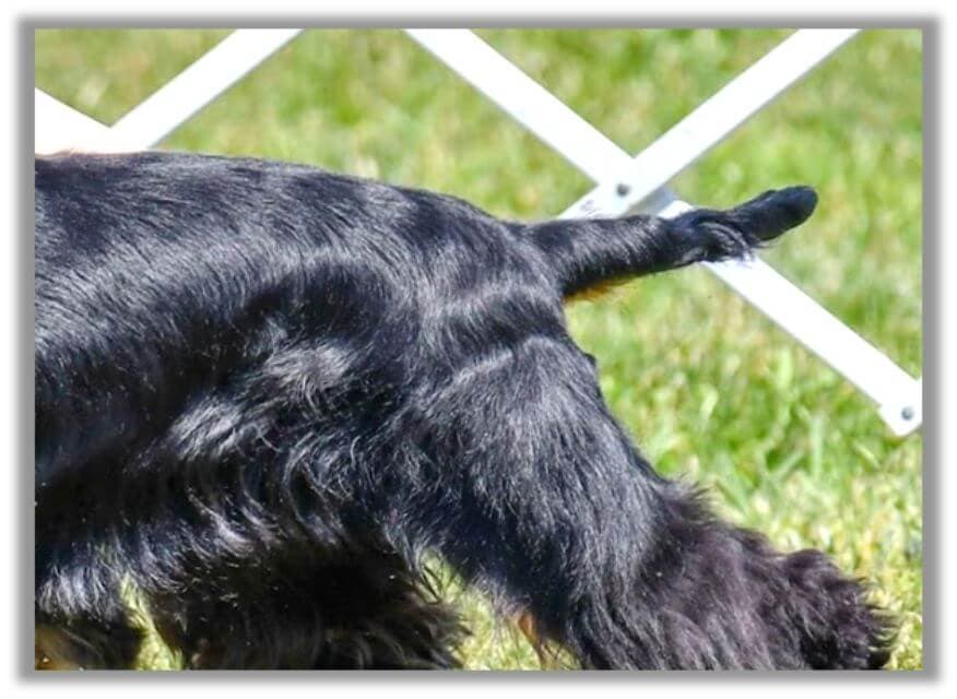 English Cocker Spaniel