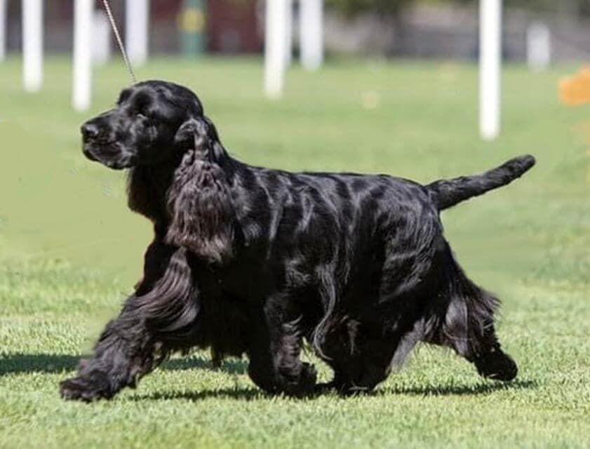 English Cocker Spaniel