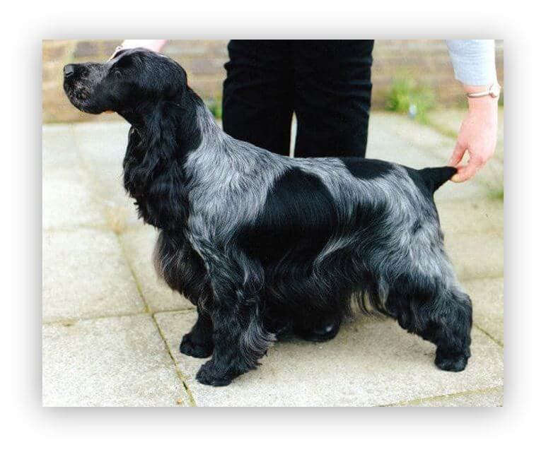 English Cocker Spaniel