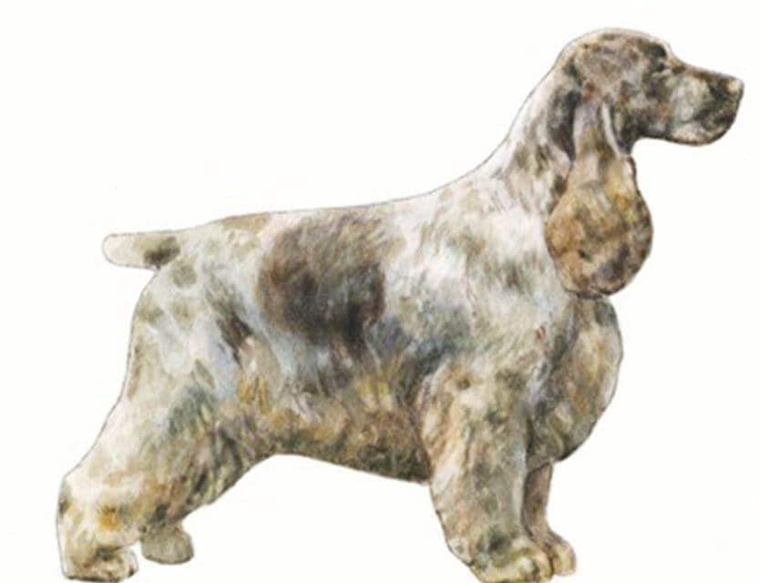 English Cocker Spaniel
