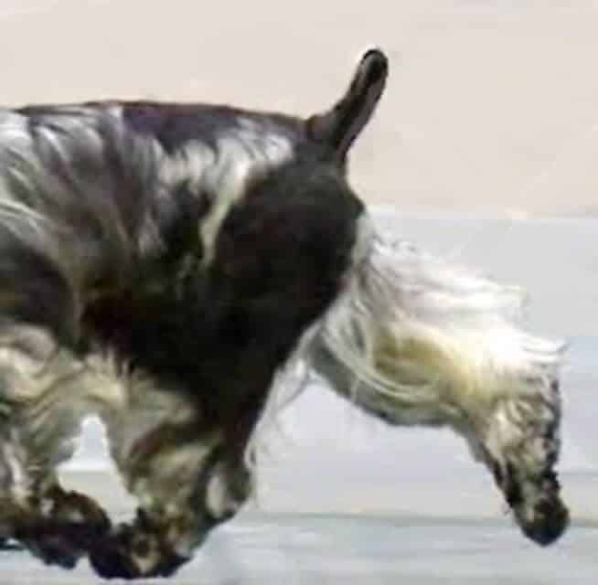 English Cocker Spaniel
