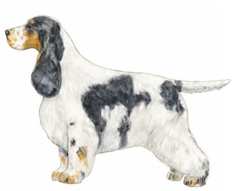 English Cocker Spaniel