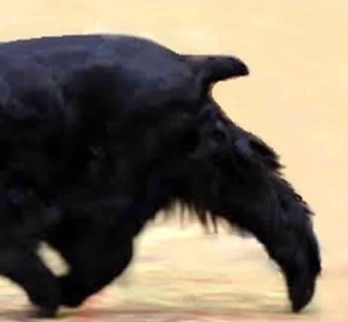 English Cocker Spaniel