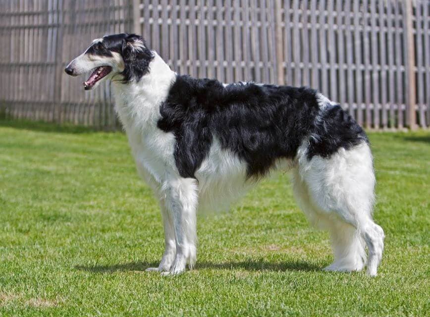 Burzoi