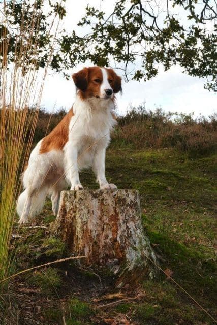 Nederlandse Kooikerhondje outside in the nature.