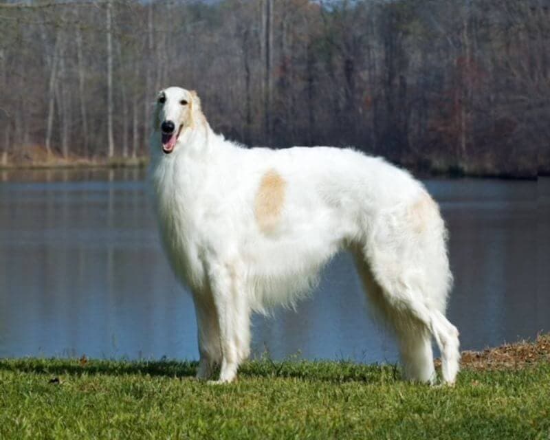 Borzoi