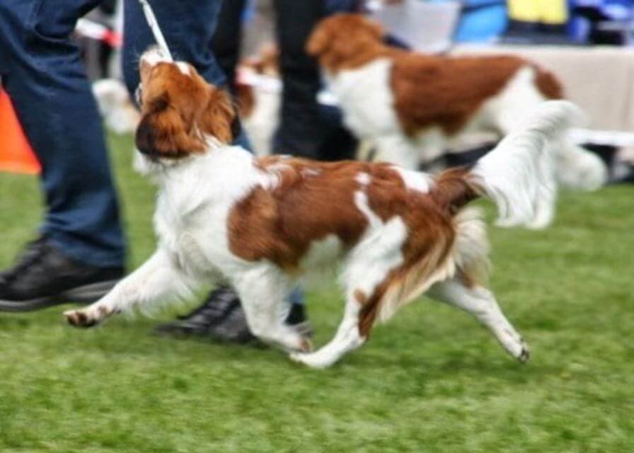 Side photo of a Nederlandse Kooikerhondje in the dog show ring.