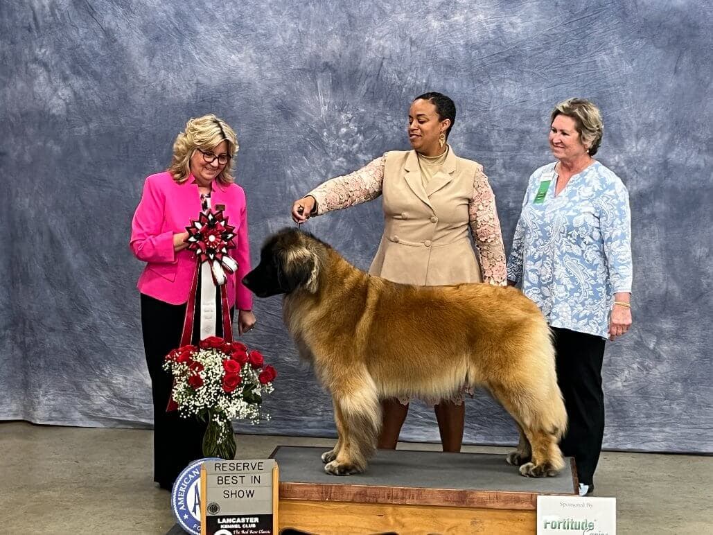 Reserve Best In Show at 80th Annual Red Rose Classic All Breed Dog Shows and Rally Trials