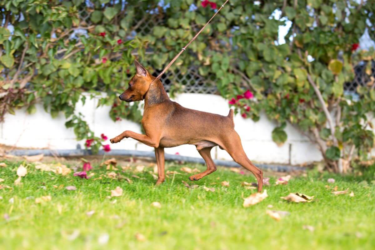 Miniature Pinscher