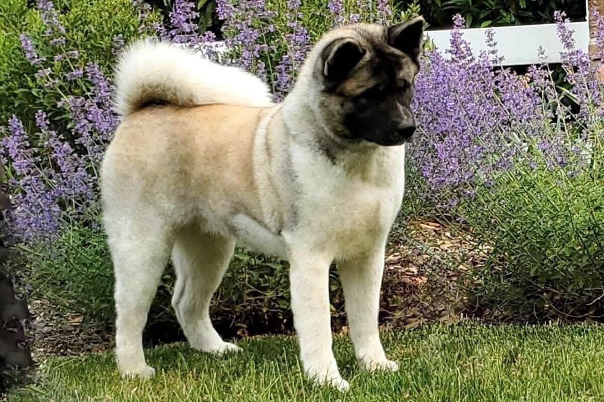 Akita