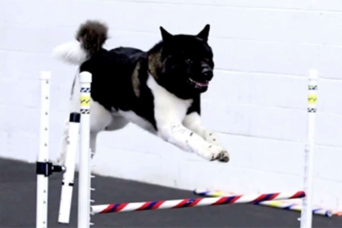 Akita