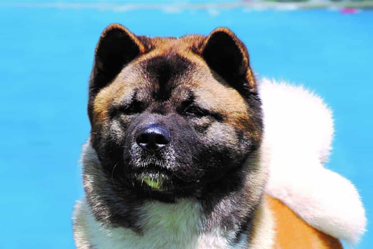 Akita