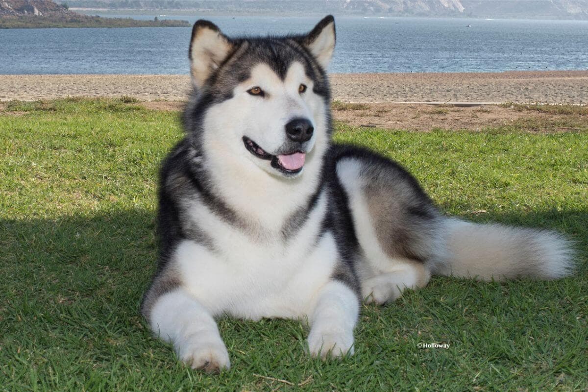 Alaskan Malamute