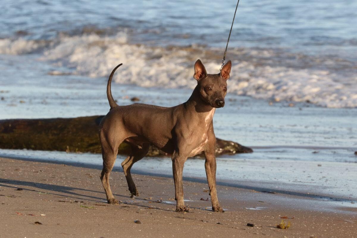 American Hairless Terrier