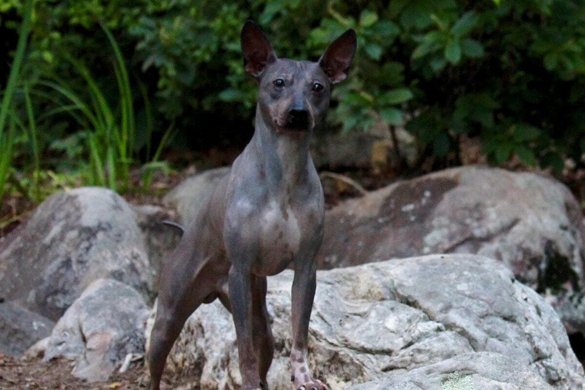 American Hairless Terrier
