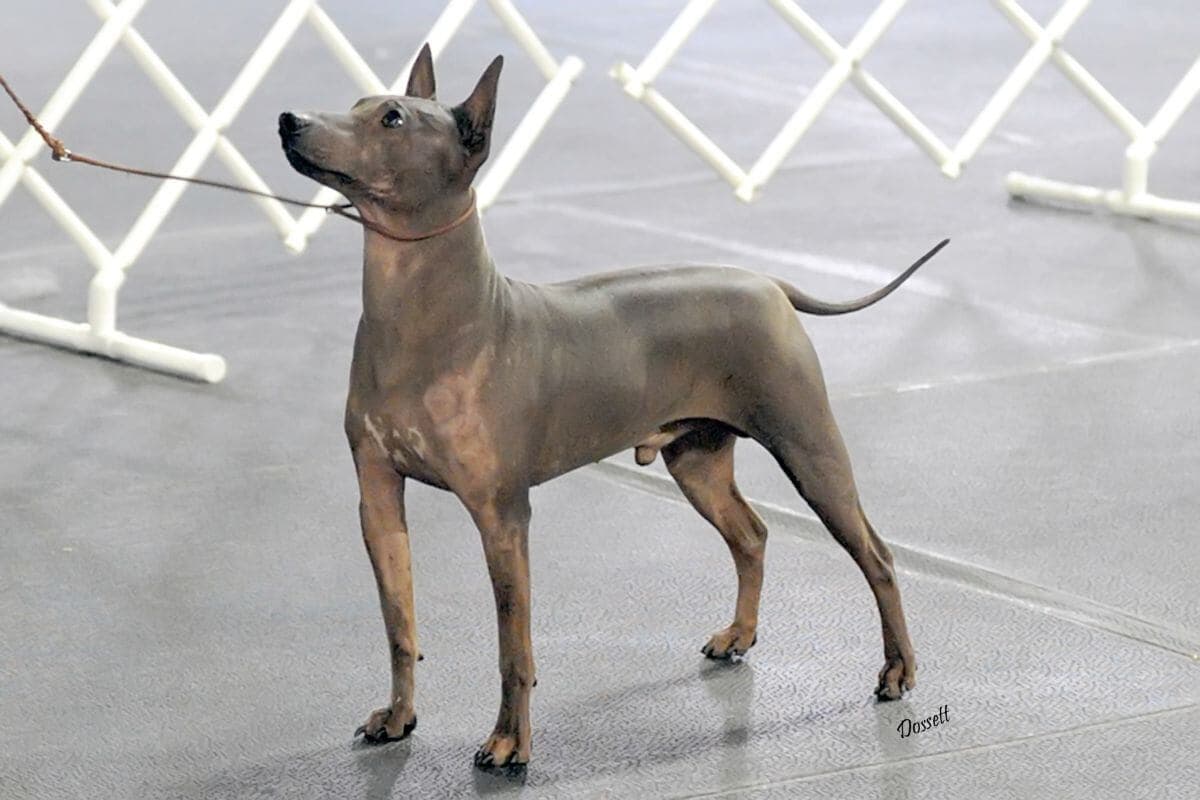 American Hairless Terrier